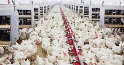 Most British People Oppose Standard Animal Farming Practices