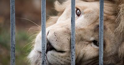 The Keeping of Big Cats as “Pets” in the US