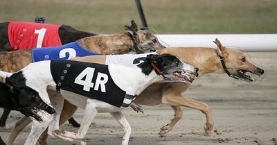 Welsh Government Considering Banning Greyhound Racing