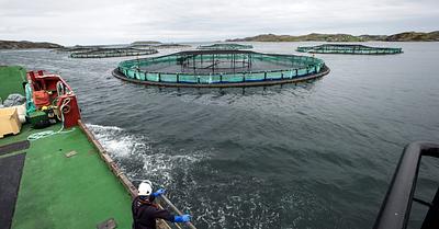 Scottish Fish Farming Giant Expands Operations to Remote Islands