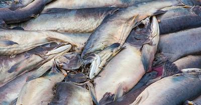 Thousands of Fishes Killed in Northern Ireland Pollution Incident