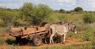 17 Amazing Things About Donkeys