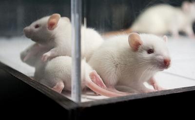 Mice Give ‘First Aid’ To Unresponsive Friends, Study Finds
