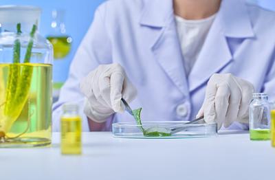 New Study Explores Aloe Vera as a Cost-Effective Scaffold for Cultivated Meat