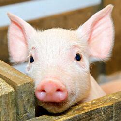 Ballot Measure 309: What you need to know about Denver’s slaughterhouse ban 