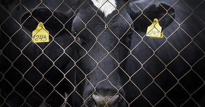 5 Everyday Things You Didn’t Know Were Hurting Animals