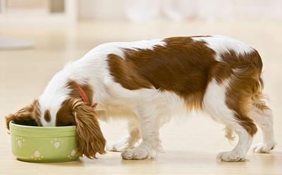 Is 2025 The Year Of Ethical Dog Food?