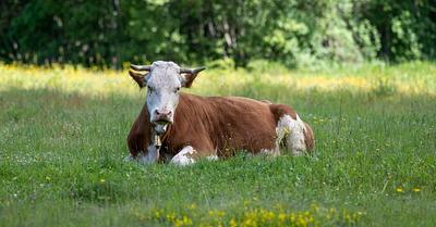 New Report Exposes Misleading Marketing of Animal-Based Food Products in the UK