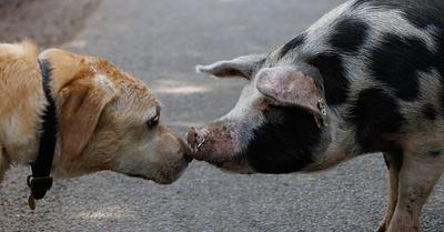 Are Dogs and Pigs Really That Different? The Ethics of Eating Some but Loving Others