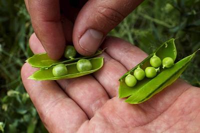 EIB Backs Lantmännen’s Pea Protein Facility in Sweden as Part of EU’s Sustainable Protein Strategy