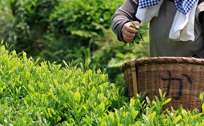 Matcha Shortages Expected In 2025 Due To Rising Global Demand