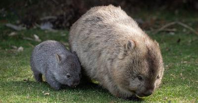 Influencer Hunter Departs Australia After Outrage Over Baby Wombat Snatching