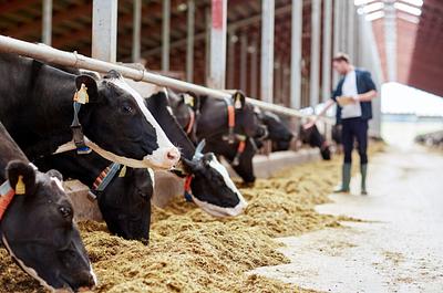 “Ignoring the Methane Problem”: World’s Biggest Food Retailers Fail to Address Meat & Dairy Emissions