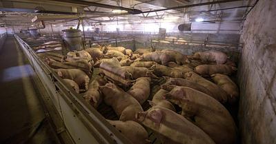 Satellite Data Reveals Alarming Animal Factory Pollution Disparities in North Carolina