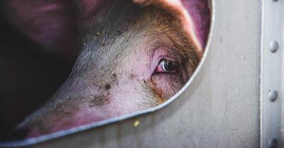 Why ‘Humane’ Slaughter is an Oxymoron: The Truth You Need to Know