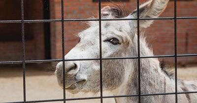 Outrage after Chinese Zoo Admits to Painting Donkeys to Look Like Zebras
