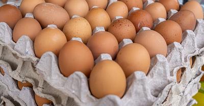 Plans Stalled to Reduce Male Chick Culling in the US