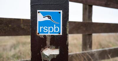 UK Dairy Farm to be Partially Transformed into Bird Reserve