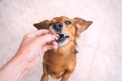 CULT Food Science Subsidiary Signs Agreement for Supply of Cultivated Meat for Pet Treats