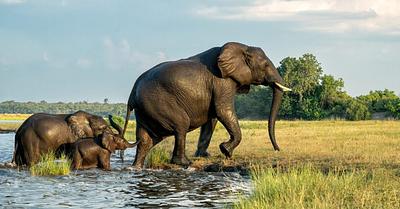 Conservation Funding Favours Large Vertebrates Neglecting Other Species
