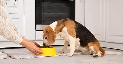 New Study Confirms that Dogs Can Thrive on a Vegan Diet