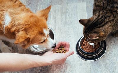The Environmental Impact Of Dog And Cat Food: What You Need To Know