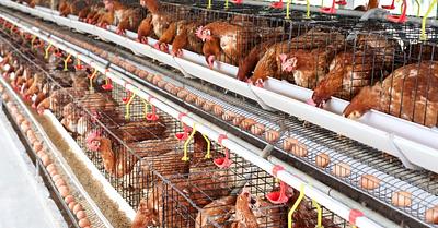 UK High Court Rules Chicken Manure as “Waste” in Landmark Decision