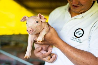 Canada to Host National Election Debate on Animal Protection