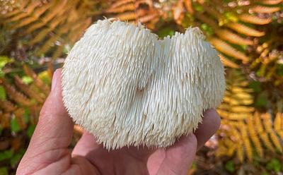 What Are The Benefits Of Lion’s Mane Mushrooms And Where Can You Buy Them?