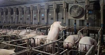 Exposé of Caged Pigs at Kansas Farm Linked to Major Supermarket Chains
