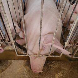 What supermarkets don’t show you about U.S. pig farms