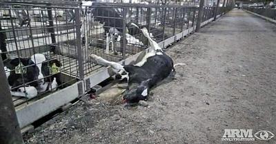 Fairlife Cuts Ties with Two Arizona Dairy Farms Following Animal Cruelty Investigation