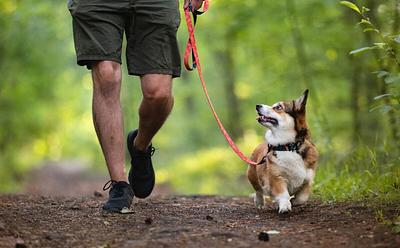 New Research Reveals The ‘Extensive’ Environmental Impact Of Companion Dogs
