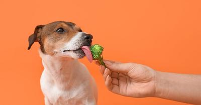 The Hidden Cruelty of the Pet Food Industry—And Why Dogs Don’t Need Meat