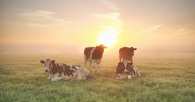 Eating Our Way to a Better Tomorrow