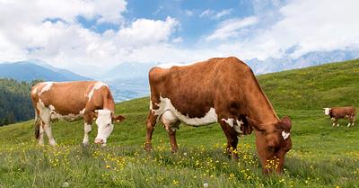 New Study Challenges Environmental Claims of Grass-Fed Cows