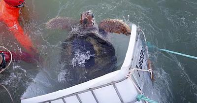Jorge the Turtle Freed after Four Decades in Captivity in Argentina