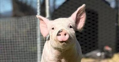 One of the Three Piglets Rescued from Madrid Farm Survives at Fundación Santuario Vegan