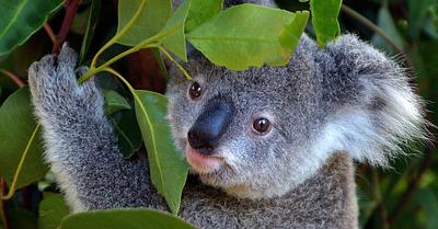 Hundreds of Koalas Killed in Controversial Aerial Cull in Victoria, Australia