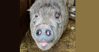 Dani the Pig Finds Sanctuary at Rancho Relaxo After Harrowing Ordeal