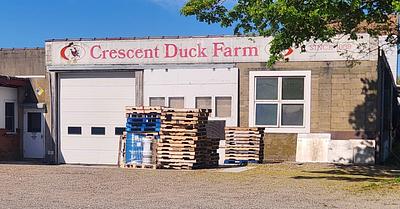 US Animal Advocates Urge Transition of Crescent Duck Farm After Mass Killing