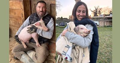 Abhi the Pig Escapes Exploitation and Finds Peace at Fundación Santuario Gaia in Catalonia