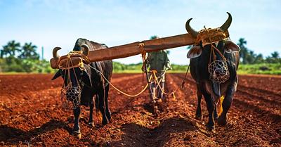Are Animals Still Used to Plough Fields?