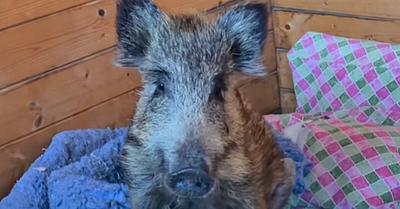 Wild Boar ‘Violeta’ Rescued from Hunters and Floods, Now Recovering at El Hogar Sanctuary near Barcelona