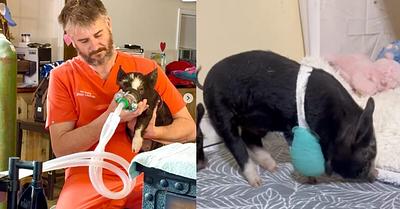 Bam Bam the Piglet Survives Brutal Amputation and Begins Recovery at Ziggy’s Refuge in the US