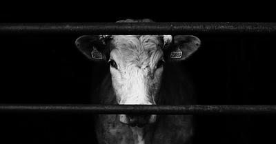 10 Everyday Things You’d Probably Find Cruel… If They Happened to Humans Instead of Animals