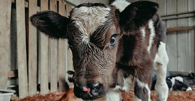 Seven Cows Rescued from Dairy Farm by Companion Cows Australia