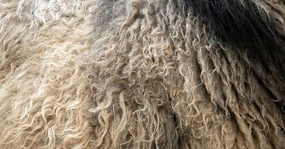 6 Reasons Wool Isn’t Cool