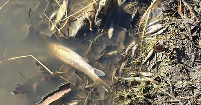 Iowa Dairy Manure Spill Kills Over 100,000 Fishes in Winneshiek County