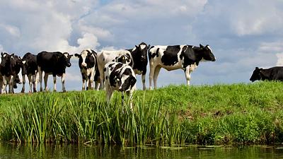 Analysis Finds Dairy & Coffee Giants Are Turning a Blind Eye to Methane Emissions